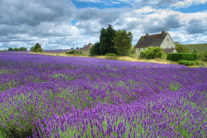 cotswolds-lavender1