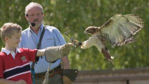 Brecon-Beacons-falconry