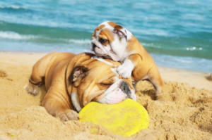 dogs on beach