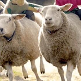 Sheep Racing - kate & tom's Large Holiday Homes