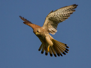 kestrel bird