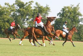 Ever wanted to learn about Polo? - kate & tom's Large Holiday Homes