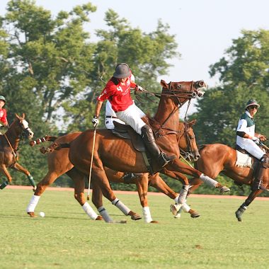 Ever wanted to learn about Polo? - kate & tom's Large Holiday Homes