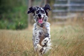 A dog running in the long grass.