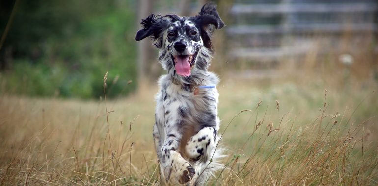 A dog running in the long grass.