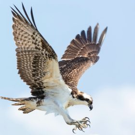 osprey