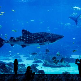 Aquarium - kate & tom's Large Holiday Homes