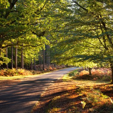 Forest Road - kate & tom's Large Holiday Homes