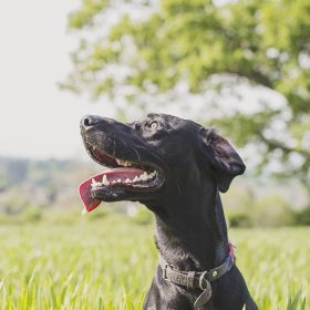  Dog Friendly Holiday Houses - kate & tom's Large Holiday Homes