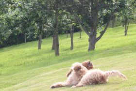 10 Things You Didn't Know About Dogs - kate & tom's Large Holiday Homes