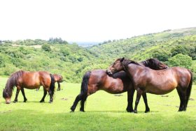 More Reasons Why You Must Visit Devon - kate & tom's Large Holiday Homes