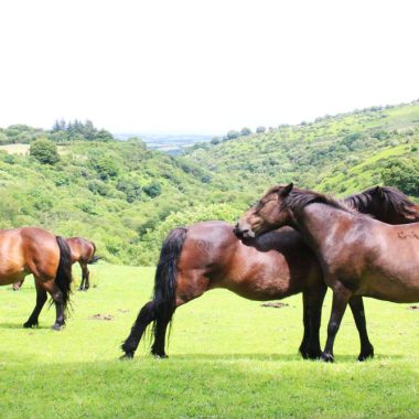 More Reasons Why You Must Visit Devon - kate & tom's Large Holiday Homes