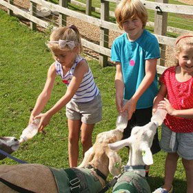 kids feeding a goat at a farm.