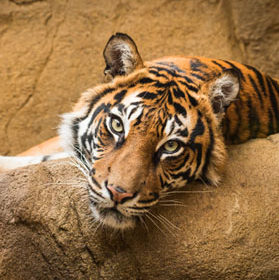 Tiger sleeping in a Zoo.