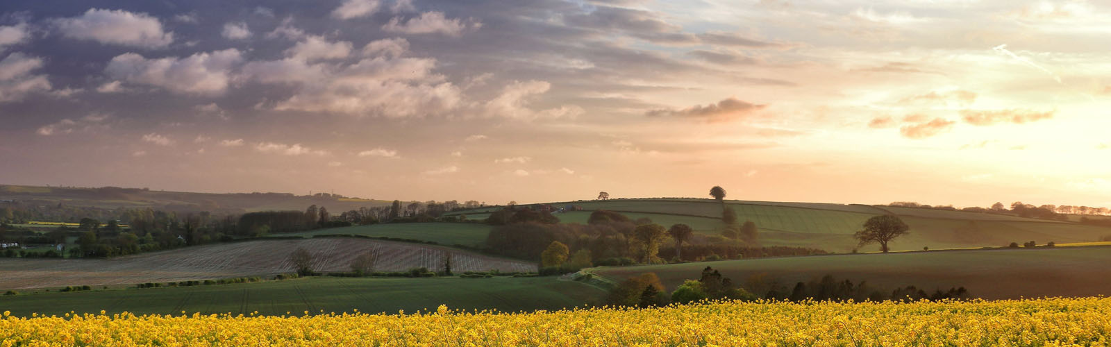 Lincolnshire field.