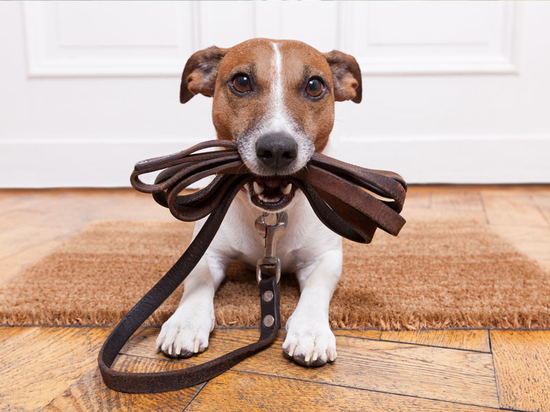 Dog with a lead in its mouth ready for its holiday!