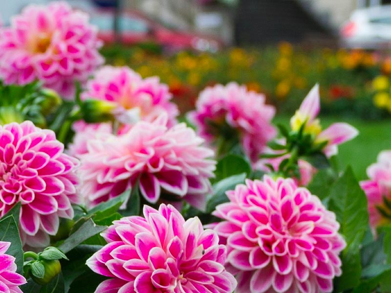 Pink flowers.