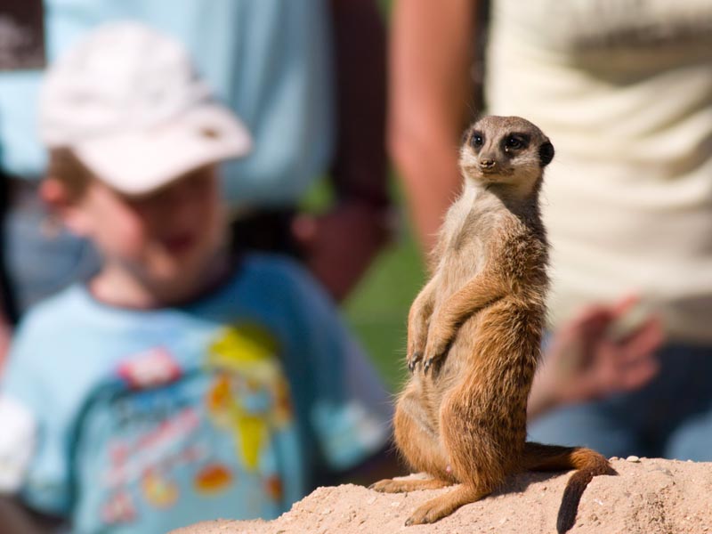 Meerkat standing up!