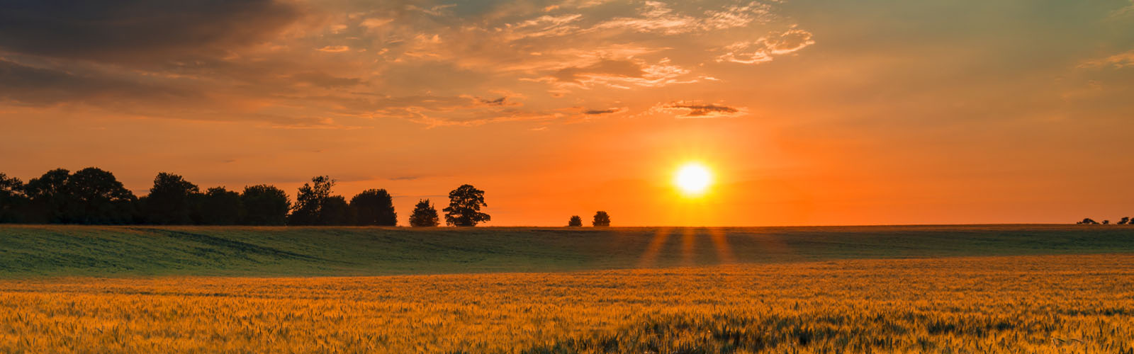 Sunset over a wheat field in Northamptonshire.