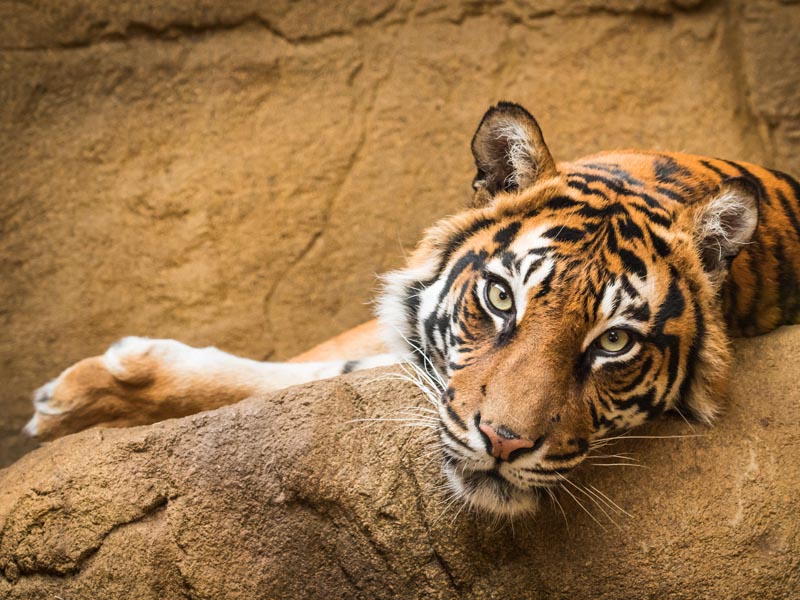 Tiger in a wildlife park.