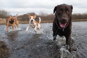 Dogs having fun in the water.