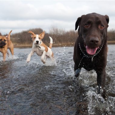 Dogs having fun in the water.