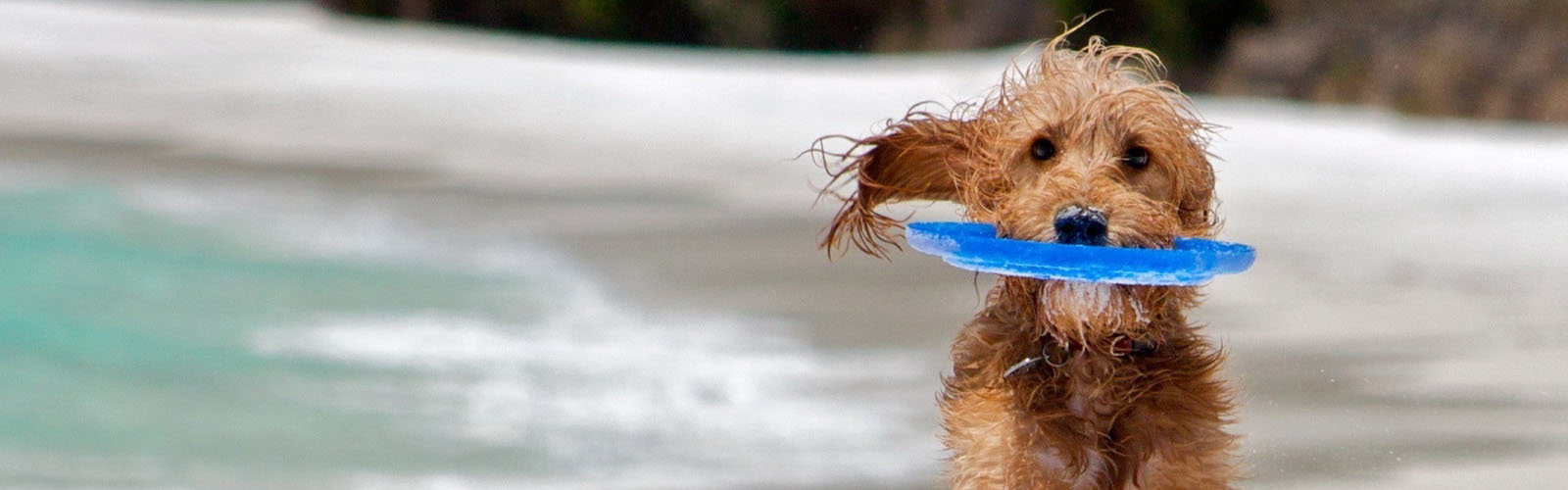 Dog enjoying a run on the beach.