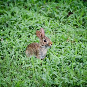 Easter bunny