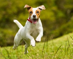 Terrier dog running in a field.