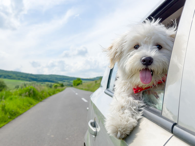 Dog looking out of car window.