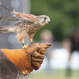 Falconry - kate & tom's Large Holiday Homes