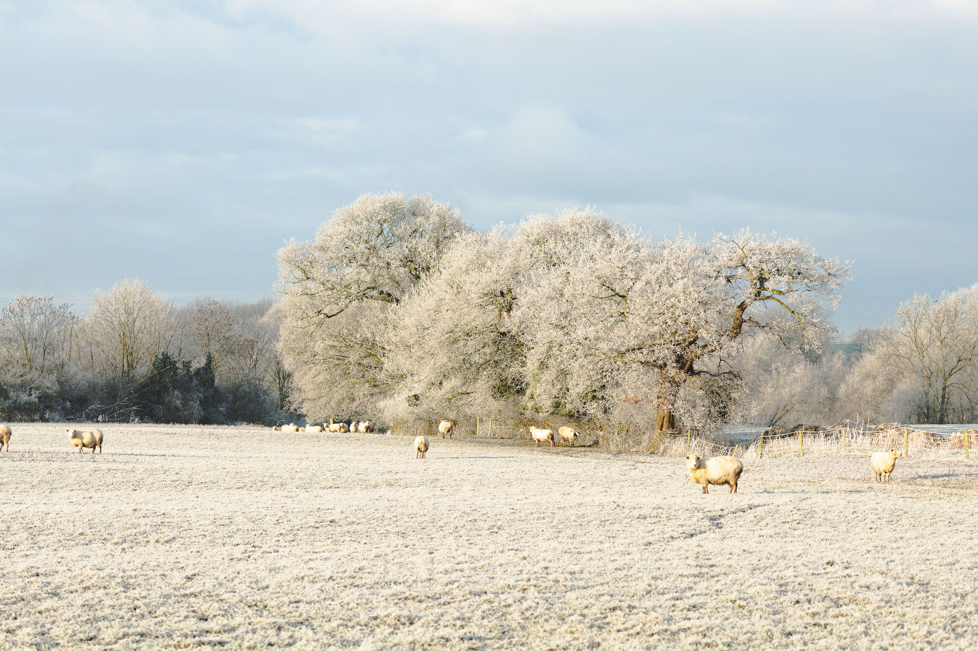 Snow covered field with sheep