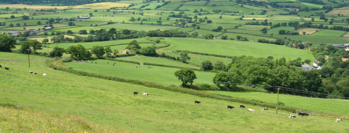 Devon - kate & tom's Large Holiday Homes