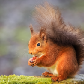 Red Squirrel Brownsea Island - kate & tom's Large Holiday Homes